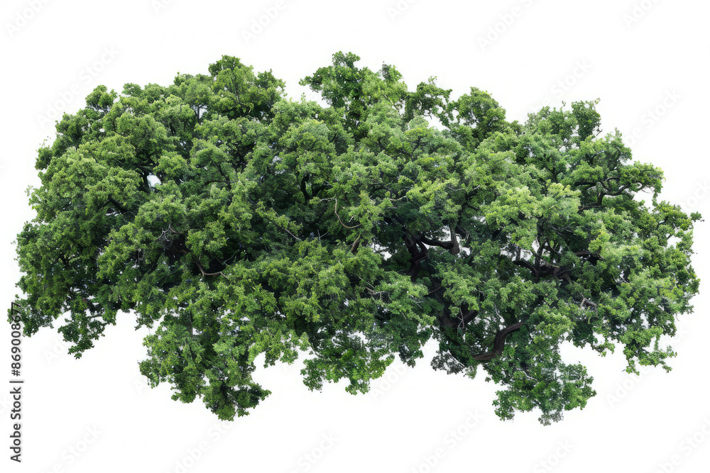 Obraz premium aerial view of an ancient oak woodland, highlighting the natural patterns and textures formed by the trees.