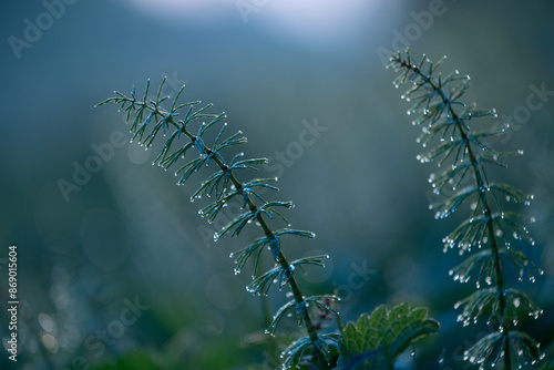 Beautiful horsetail plant growing in the spring sunrise. Natural scenery of Latvia, Northern Europe. photo