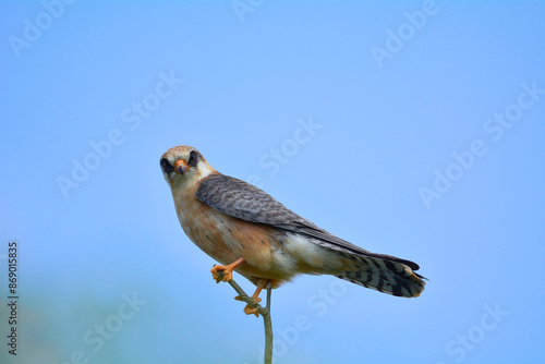 Red-footed falcon in the wild, on a tree branch, (Falco vespertinus) photo