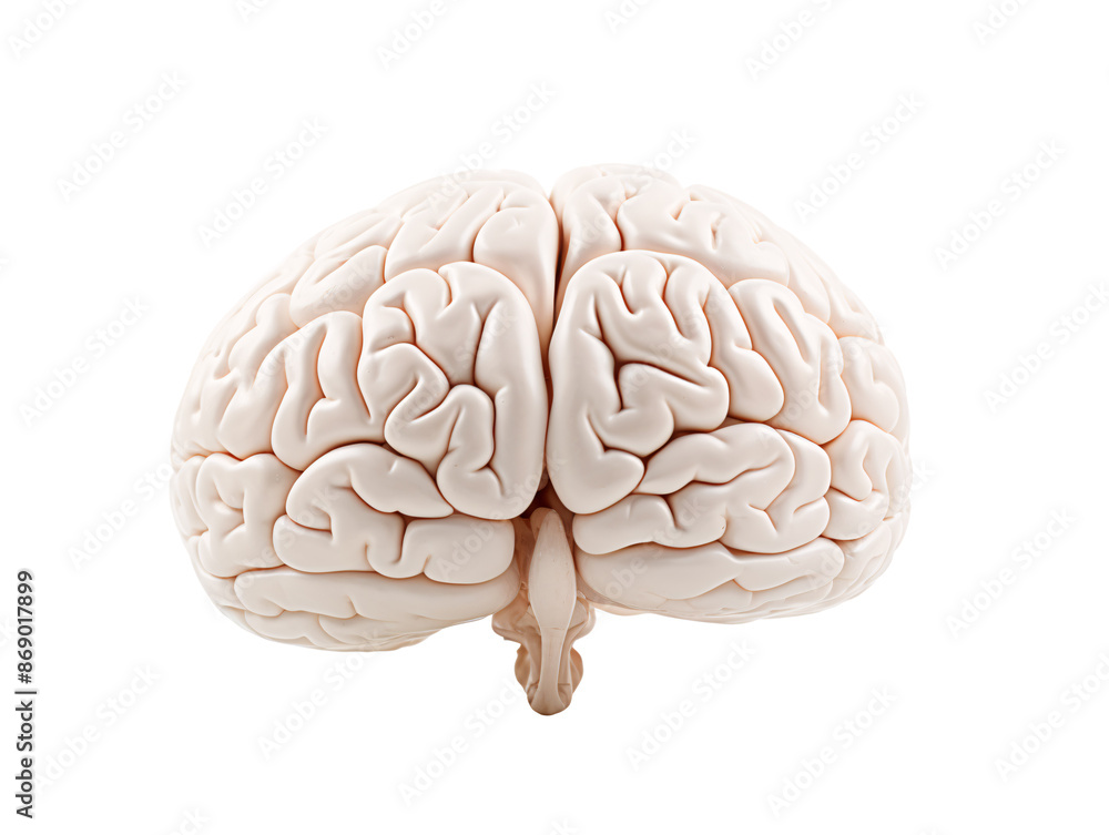 a close up of a brain a close up of a brain