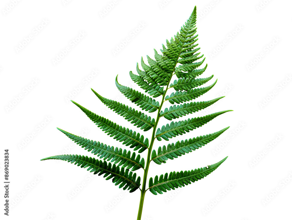 a green leaf with a white background a green leaf with a white background