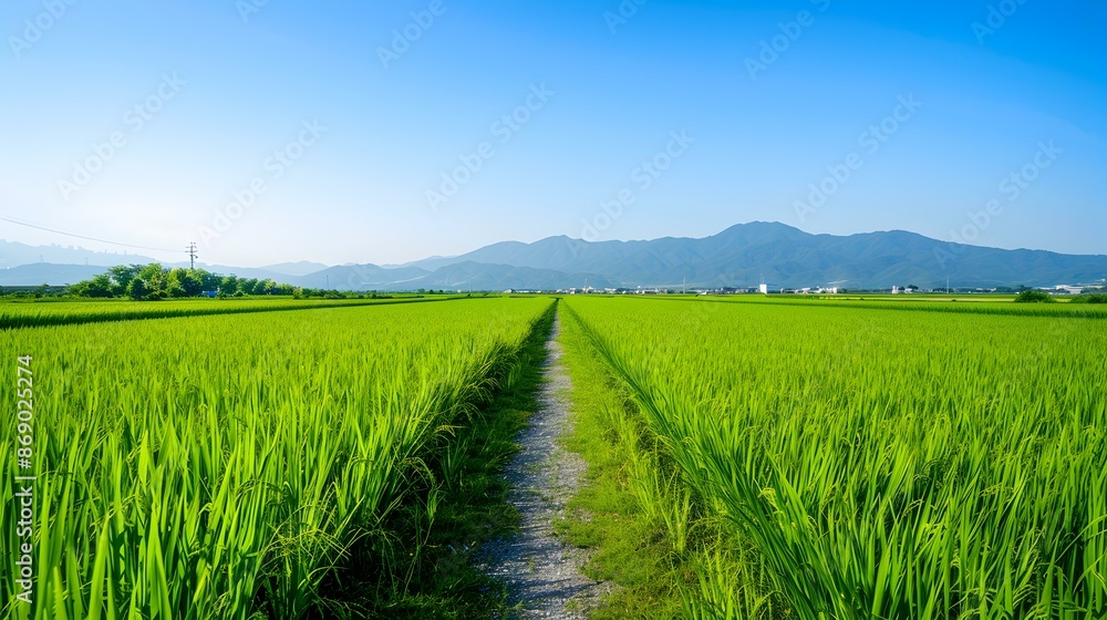 A path leading through green rice fields image A path leading through green rice fields image