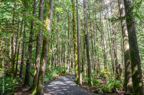 Wallpaper Mural Forest pathway leading to  the Cascade Falls located Northeast of Mission, British Columbia, Canada Torontodigital.ca