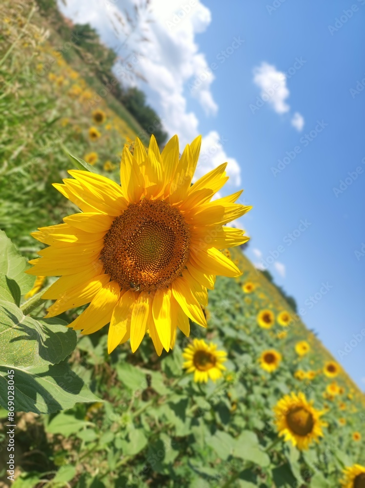Obraz premium Beautiful sunflower in the field on a sunny day