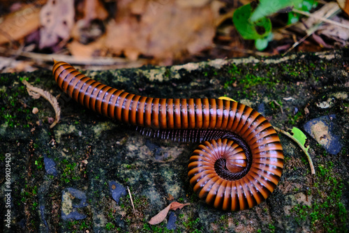 a millipede on a damp, moss-covered surface.