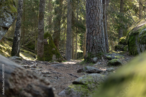 A beautiful sunny forest in Tividen National Park in Sweden. Natural springtime scenery of Scandinavia. photo