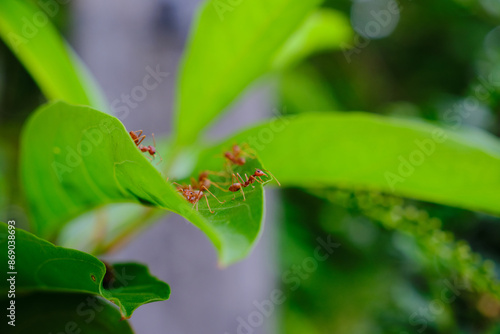 A group of ants are working together on a green leaf