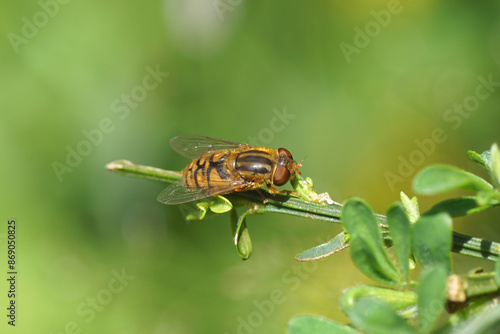 Closeup hoverfly Marsh Stripeback, Parhelophilus versicolor, family Syrphidae on a twig of Cytisus scoparius (syn. Sarothamnus scoparius), common broom or Scotch broom. Summer, June, Netherlands photo