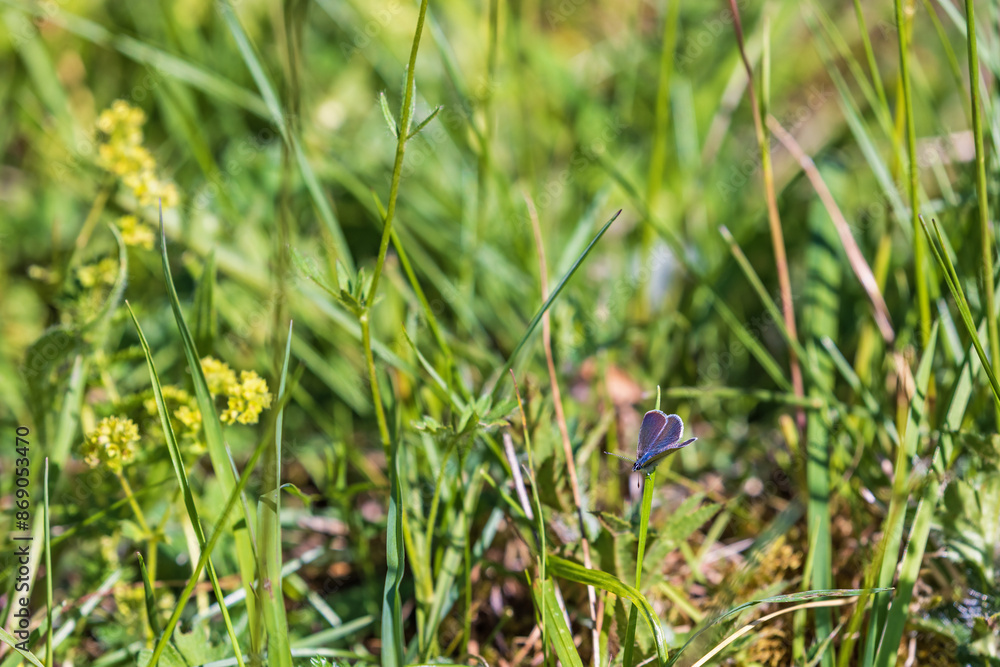 Blade of grass on a meadow with a Small blue butterfly Blade of grass on a meadow with a Small blue butterfly