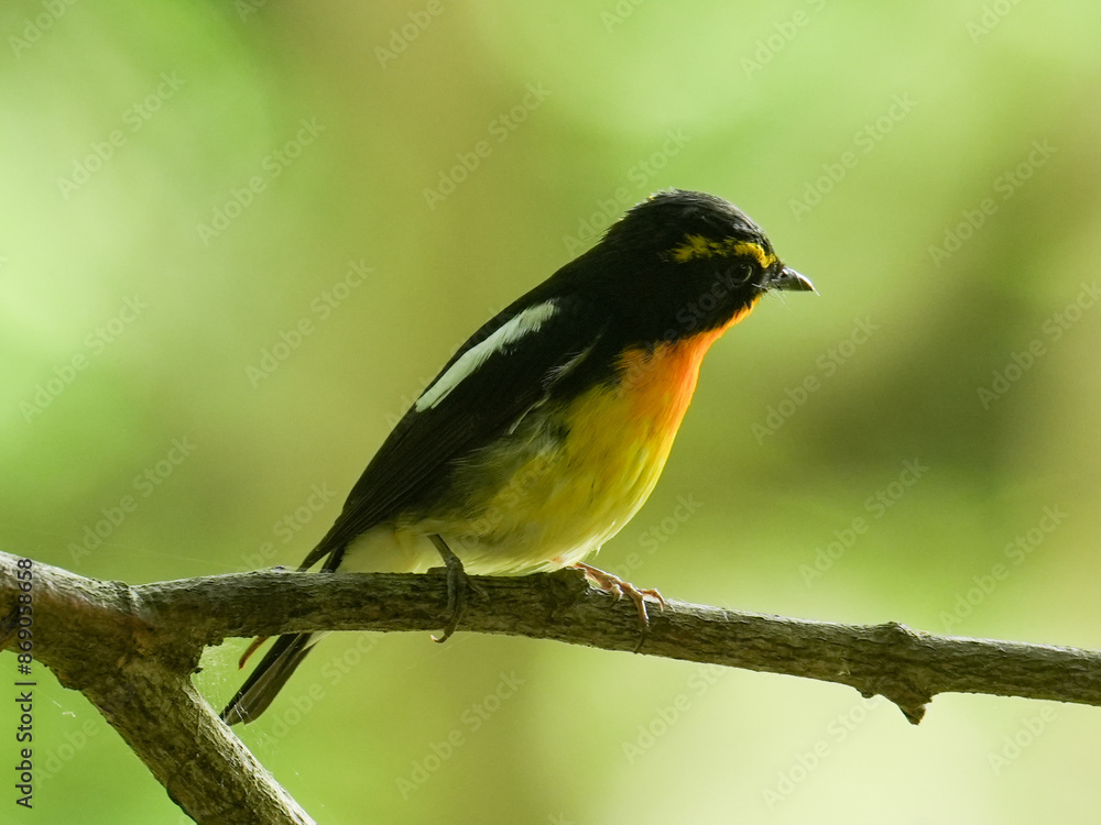 Naklejka premium キビタキ