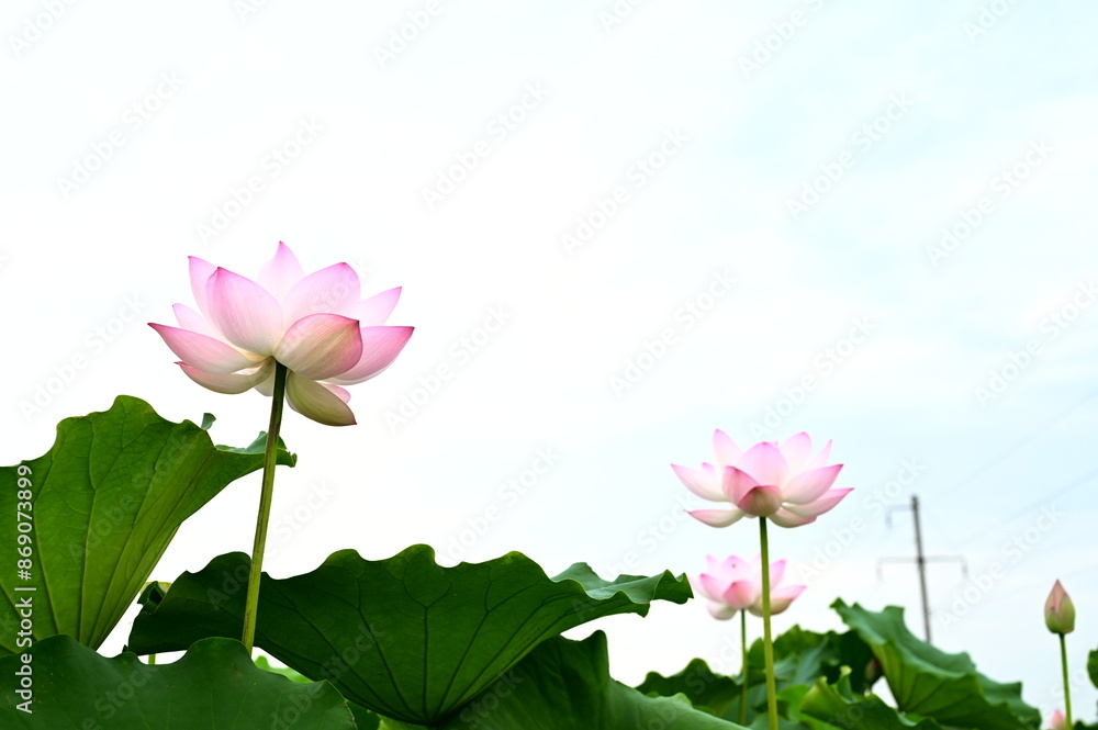 Lotus flowers in full bloom in summer Lotus flowers in full bloom in summer