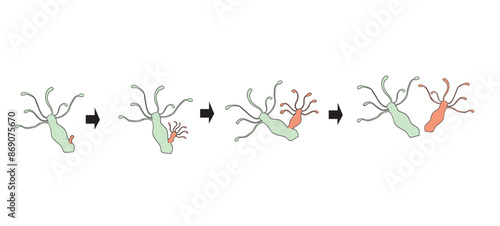 The separation cycle of plankton