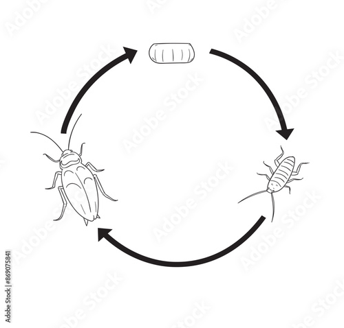 Life cycle of cockroaches