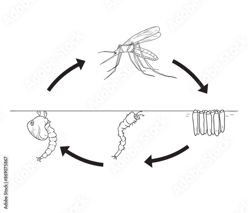 Mosquito life cycle cartoon biology illustration