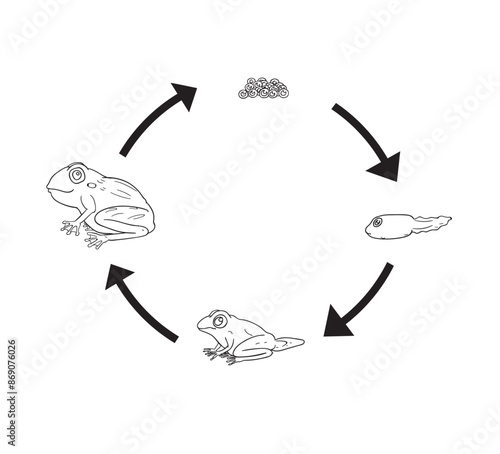 life cycle of frog cute cartoon for kid illustration
