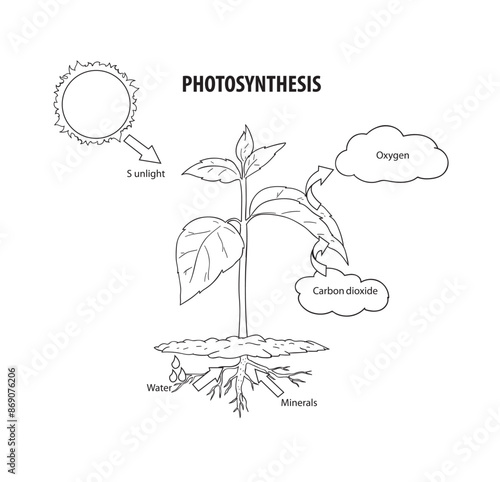 photosynthesis cartoon book coloring