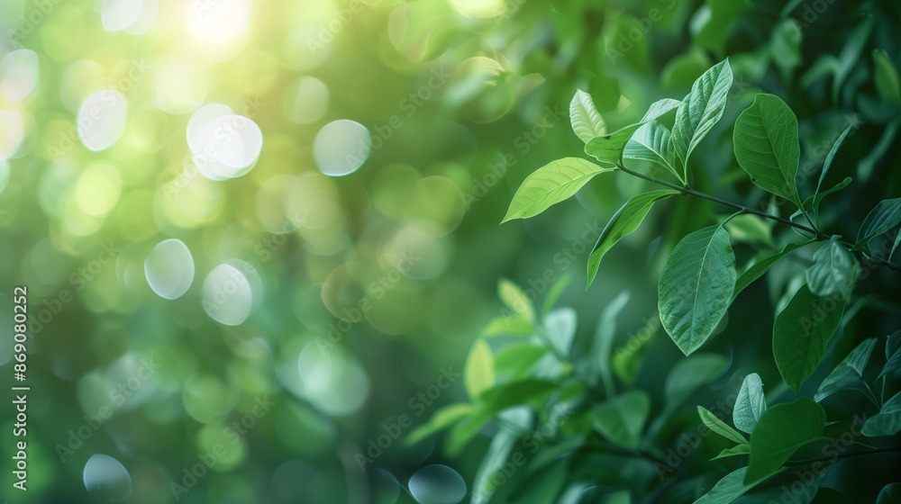 Green Leaves on Bokeh Background with Copy Space Green Leaves on Bokeh Background with Copy Space