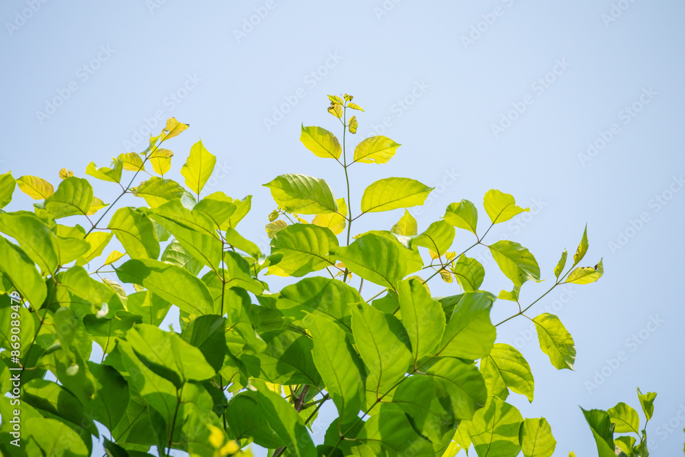 Natural plant green leaf in garden with bokeh background Natural plant green leaf in garden with bokeh background