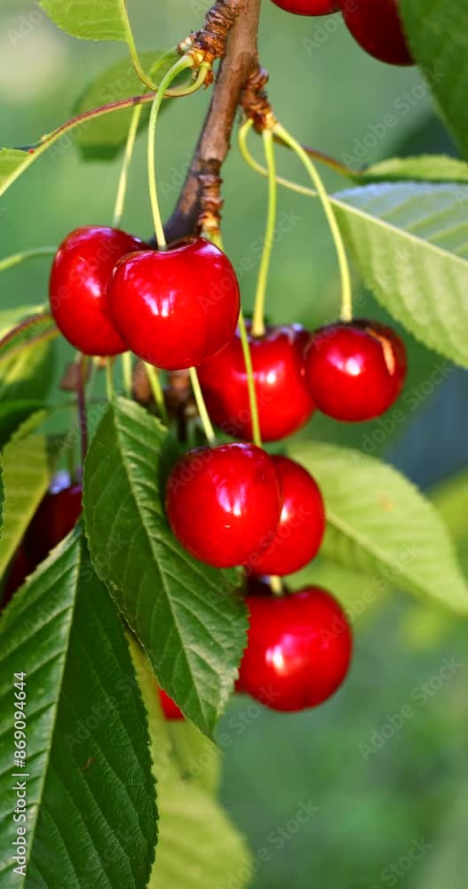 Ripe cherries on a tree in a rural garden in Ukraine Ripe cherries on a tree in a rural garden in Ukraine
