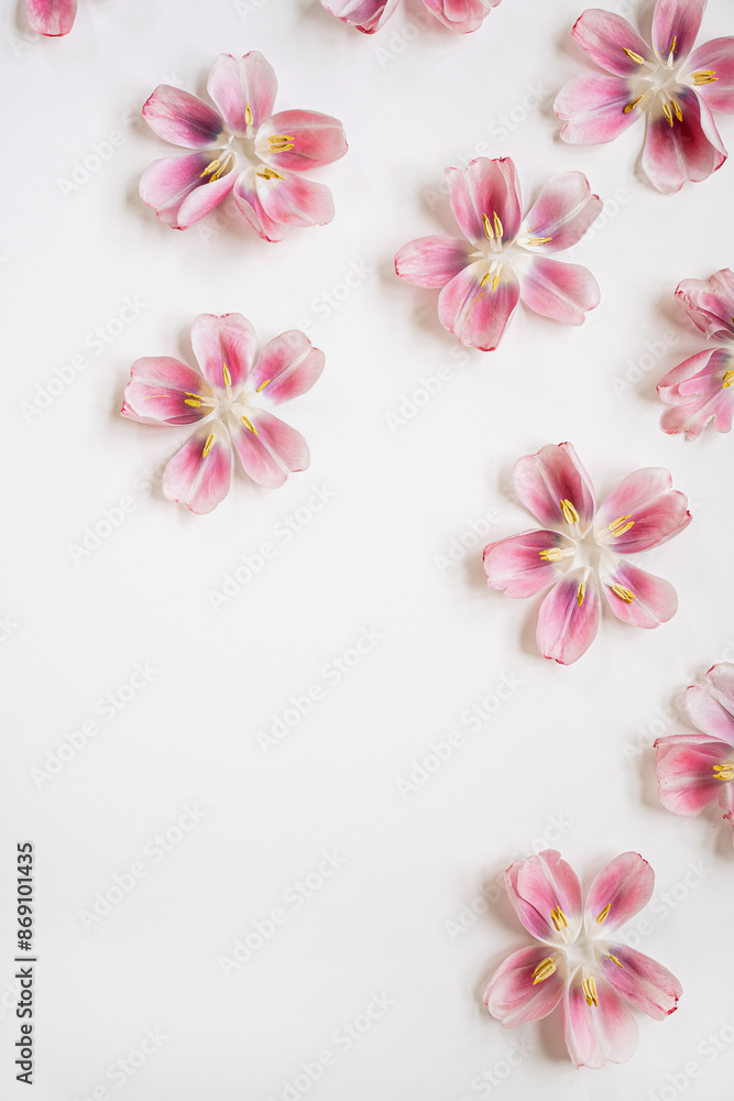 Scattered Pink Flowers on White Background with Copy Space for Floral Arrangements, Nature and Botanical Designs Scattered Pink Flowers on White Background with Copy Space for Floral Arrangements, Nature and Botanical Designs