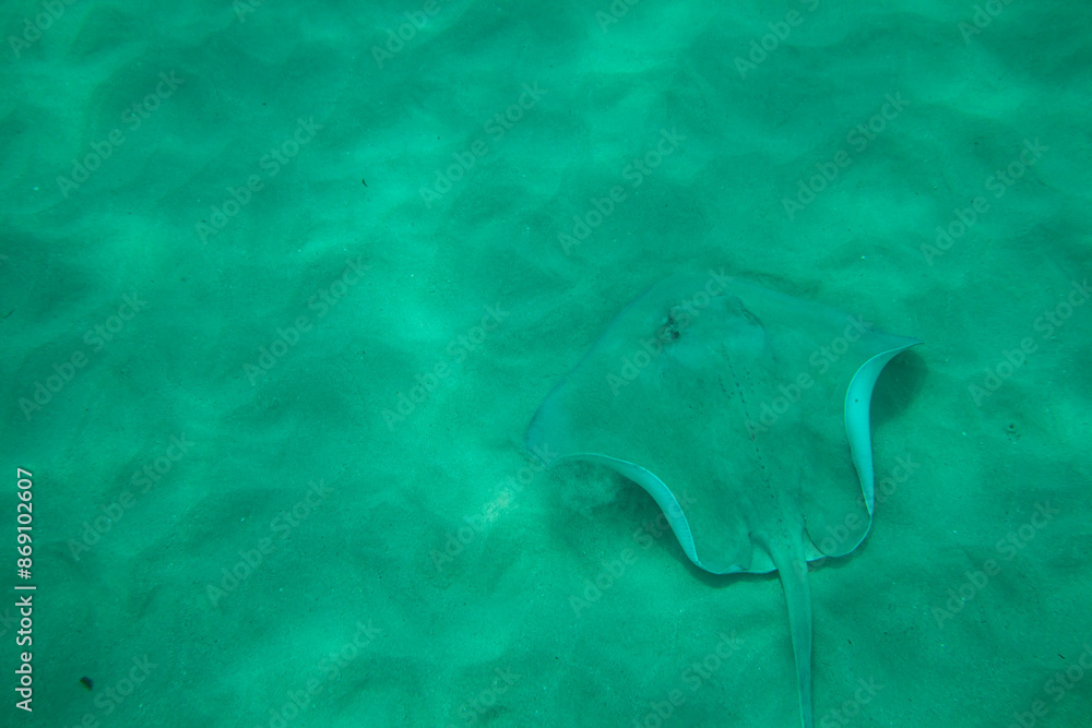 Fototapeta premium Wild Stingray living in the shallow waters around the Caribbean island of Antigua.