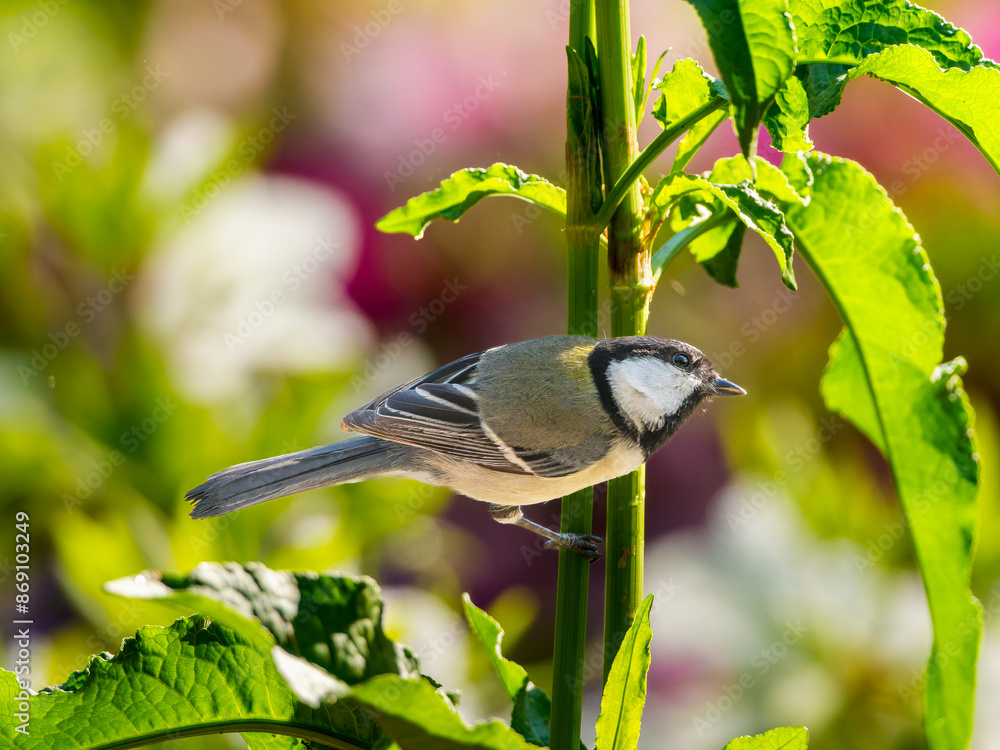 Obraz premium 枝にとまるシジュウカラ