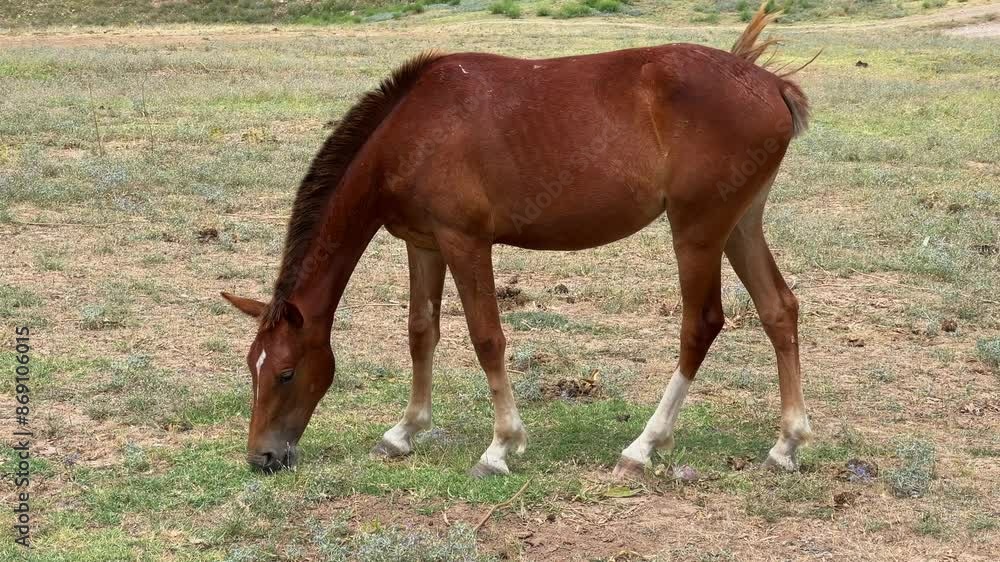 Brown stallion eating grass in a pasture wild side view Brown stallion eating grass in a pasture wild side view