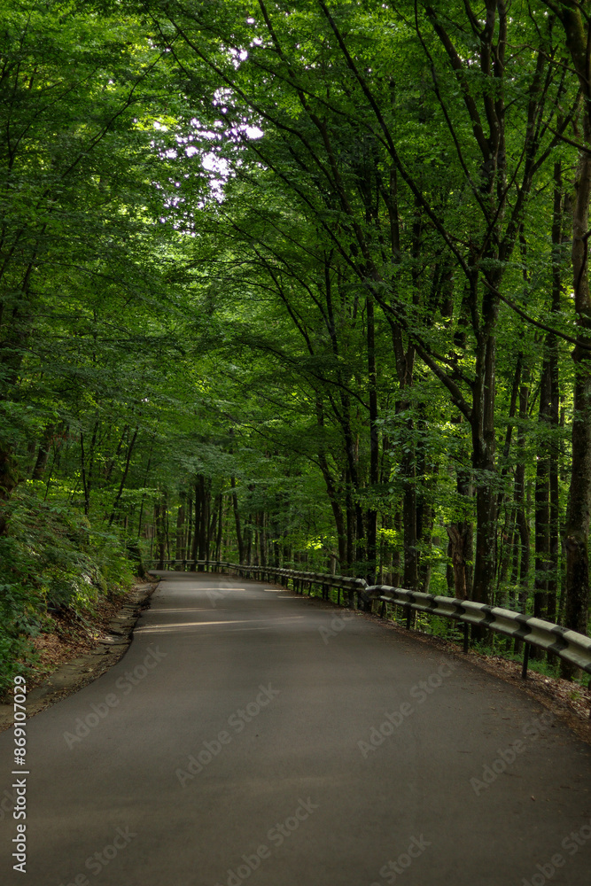 Naklejka premium Empty road between green forest , Winding road though the wood, Landscape with empty asphalt road through woods