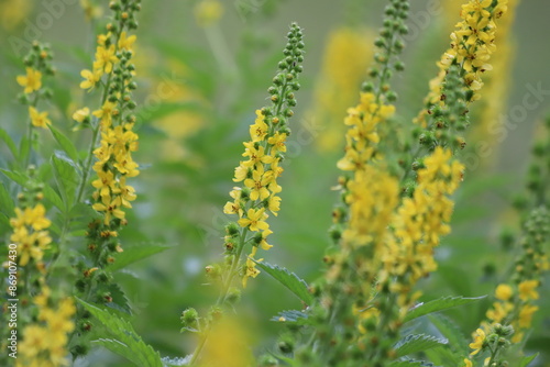 Photos Agrimonia eupatoria. Common agrimony yellow flowers.