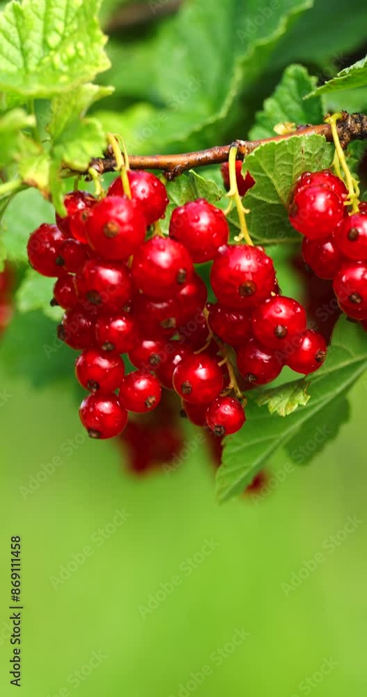 A bunch of ripe red currants in the wind on a bush vertical video A bunch of ripe red currants in the wind on a bush vertical video