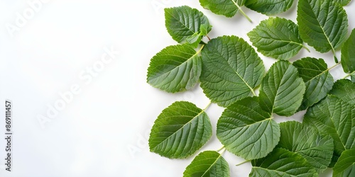 Vibrant green mulberry leaves isolated on white background fresh and organic. Concept Green mulberry leaves, fresh produce, organic food, nature close-up, healthy eating photo