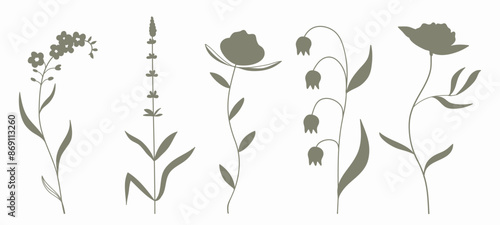 Silhouette botanical graphic drawing, floral elements .