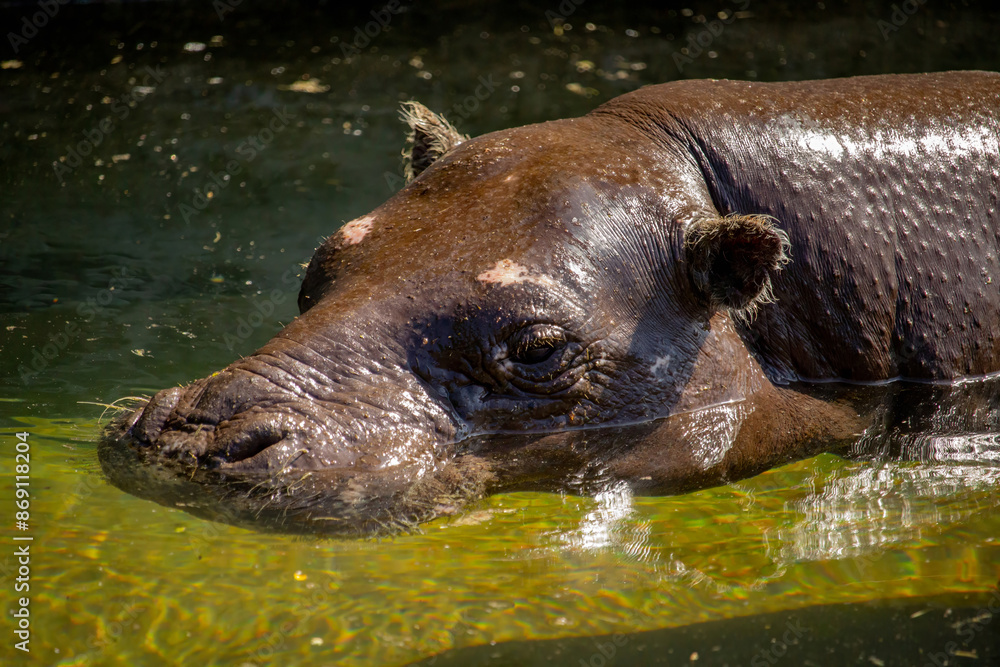 a pygmy hippo swimming in the water a pygmy hippo swimming in the water