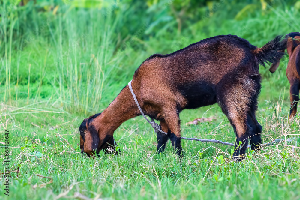 Little Brown Goat Grazing in Green Pasture Little Brown Goat Grazing in Green Pasture