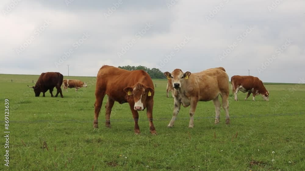 Cows graze in a pasture near a farm. Cows graze in a pasture near a farm.