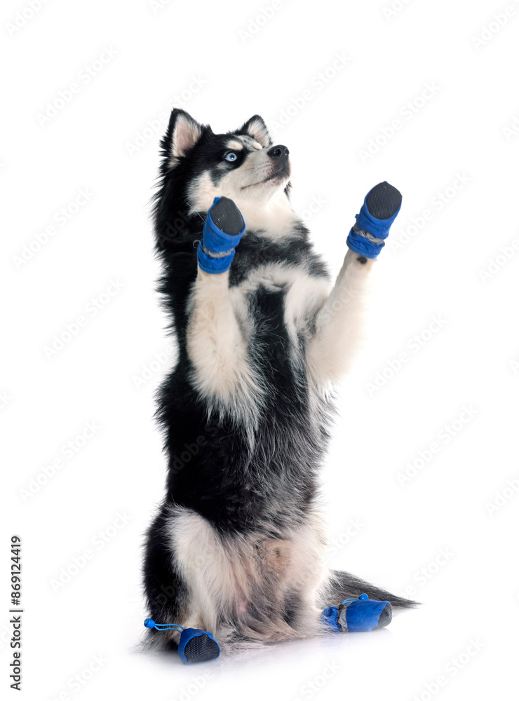 Obraz premium Pomsky in studio