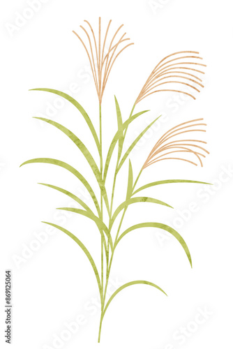 ススキの水彩風ベクターイラスト ススキのイラスト