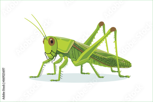 cute green locust cartoon, isolated on a white background, Flat style cartoon vector illustration. Cricket. Cartoon grasshopper isolated on white background. Grasshopper. Cute cartoon character.