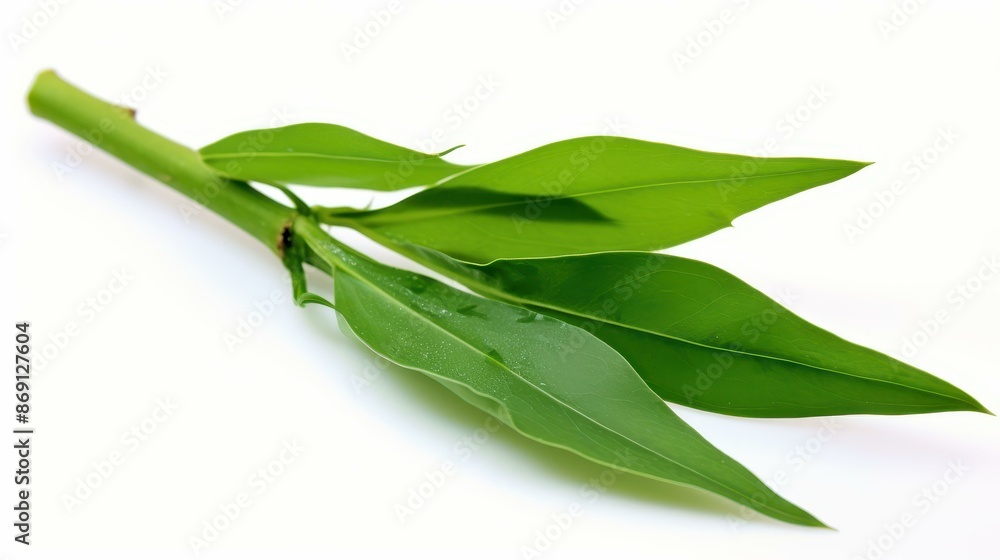 Single segmented bamboo stalk with leaves on white background Single segmented bamboo stalk with leaves on white background