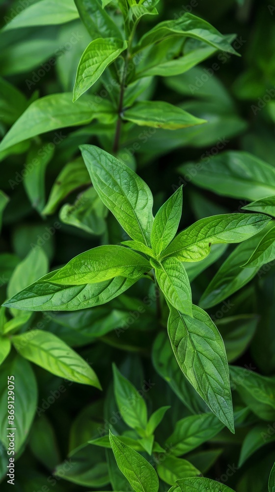 Vibrant green leaves bask in the warm glow of summer sun Vibrant green leaves bask in the warm glow of summer sun