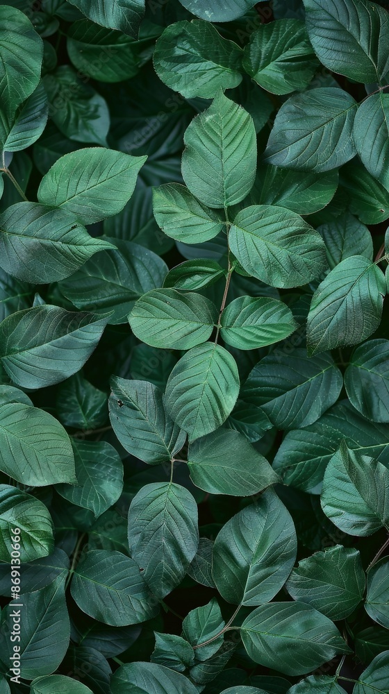 A vibrant close-up of deep green leaves in a forest setting A vibrant close-up of deep green leaves in a forest setting