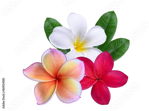 White , pink and red plumeria flowers  on transparent. flowers 's Thailand.