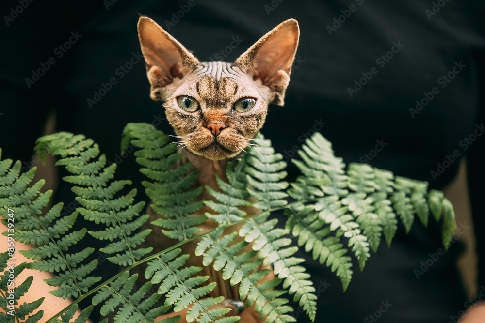 Devon Rex Cat With Dark Brown Tabby Fur Color. Cats Portrait With Fern Leaves. Cute Funny Curious Playful Beautiful Devon Rex Cat Looking At Camera. Green Eyes. Amazing Happy Pets