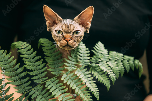 Obraz na płótnie Devon Rex Cat With Dark Brown Tabby Fur Color. Cats Portrait With Fern Leaves. Cute Funny Curious Playful Beautiful Devon Rex Cat Looking At Camera. Green Eyes. Amazing Happy Pets w salonie