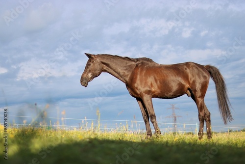 a brown horse stands on a meadow in the Czech republic