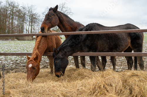 Wallpaper Mural Pferde Torontodigital.ca