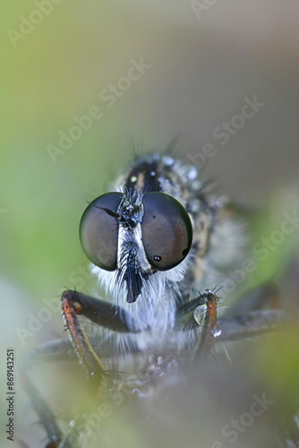 Tolmerus atricapillus, commonly known as kite-tailed robberfly, insects from Finland photo