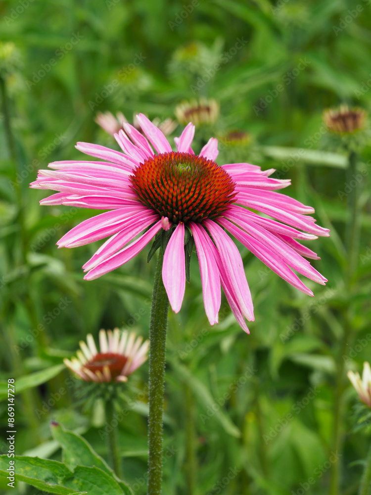 Fototapeta premium Blühender roter Sonnenhut im Blumengarten