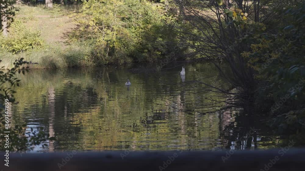 A serene pond with ducks in tranquil nature forms a stunningly beautiful setting A serene pond with ducks in tranquil nature forms a stunningly beautiful setting