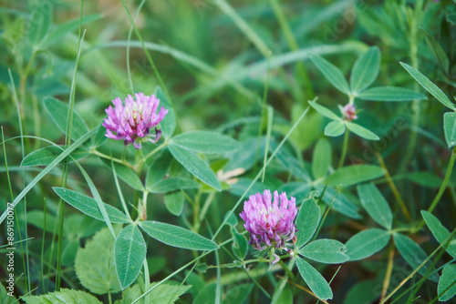 koniczyna, Trifolium pratense L. photo